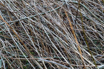 Dry branches