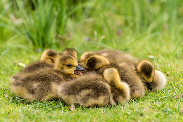 Schlafende Gänseküken