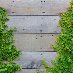 green ivy on the wood wall