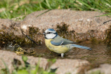 Eurasian blue tit bathing in a small bird bath facing left