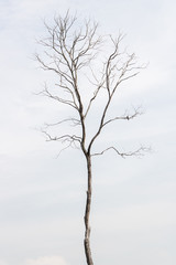 Fototapeta na wymiar Two Birds on One Tree