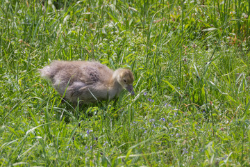 Wildgans Jungtier beim Fressen