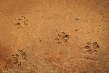 Cat footsteps imprinted on the floor