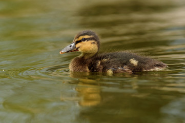 Mallard, Duck, Anas platyrhynchos - Nestling.