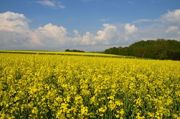 Fototapeta premium Idyllisch gelegenes Rasfeld am Waldrand in Hügellandschaft