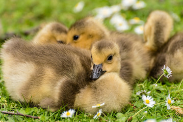 Gänseküken der Kandagans auf Wiese