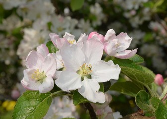 Apfelbaumblüten makro