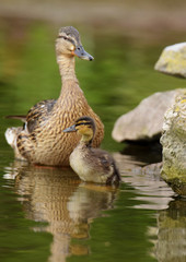 Mallard, Duck, Anas platyrhynchos - Female with nestling.