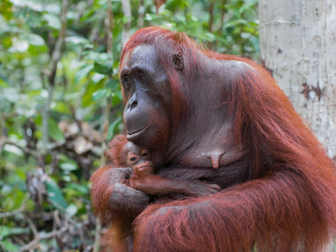 Mama orangutan holding her baby in the jungles of Indonesia (Borneo / Kalimantan)