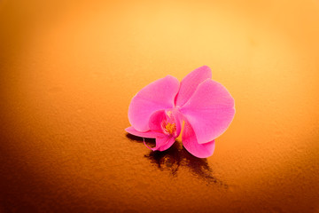 Elegant orchidea isolated © remore