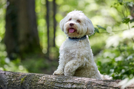 White havanese dog posing on a tree trunk