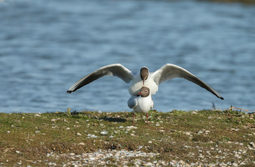 The black-headed gull (Chroicocephalus ridibundus) mating