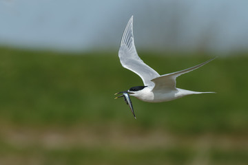 The Sandwich tern (Thalasseus sandvicensis) n flight with a fish in his beak