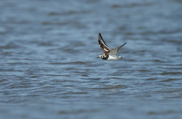 The ruddy turnstone (Arenaria interpret) breeding plumage.
