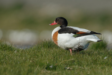 The common shelduck (Tadorna tadorna)