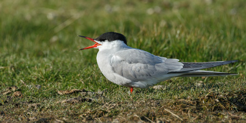 Arctic tern in mating season