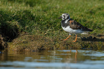 The ruddy turnstone (Arenaria interpret) breeding plumage.
