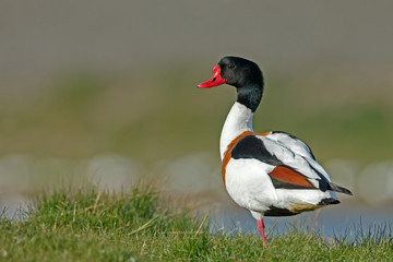 The common shelduck (Tadorna tadorna)