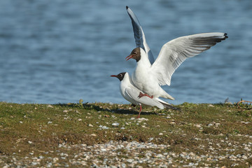 The black-headed gull (Chroicocephalus ridibundus)