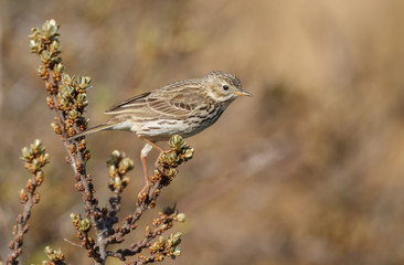 Meadow pipit in nature