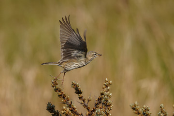 Meadow pipit in nature