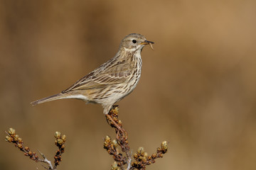 Meadow pipit in nature