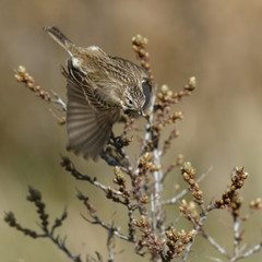 Meadow pipit in nature