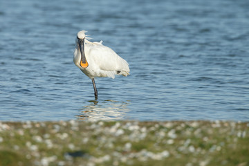 Spoonbill