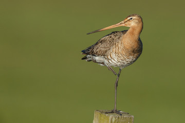 Black tailed godwit in late sunlight on pole
