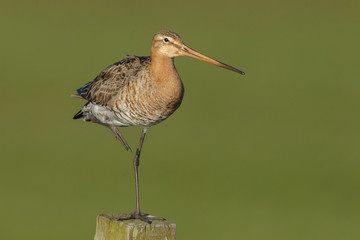 Black tailed godwit in late sunlight on pole
