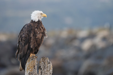 American bald eagle