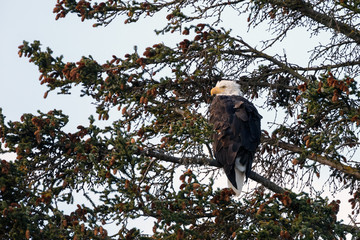 American bald eagle