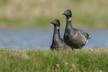 The brant or brent goose (Branta bernicla) is a species of goose of the genus Branta