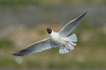 Fototapeta premium The black-headed gull (Chroicocephalus ridibundus)