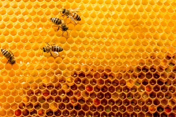Papier Peint photo Abeille closeup of bees on honeycomb in apiary