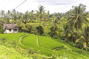 Fototapeta na wymiar View on rice terraces, Lombok