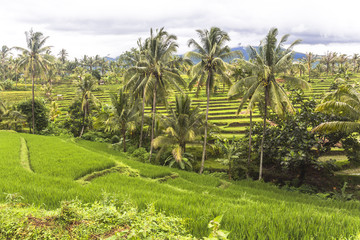 Obraz premium View on rice terraces, Lombok