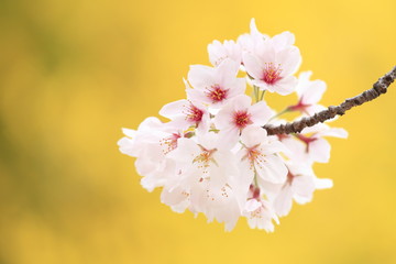 桜の花