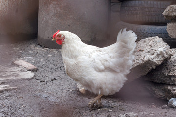 Сhickens in the henhouse