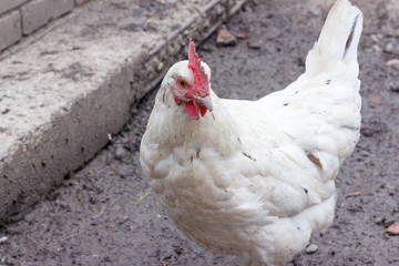 Сhickens in the henhouse