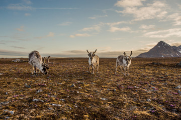 Reniferowe stado © blackspeed