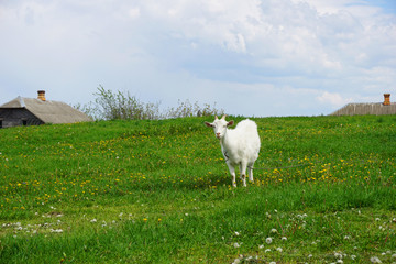Obraz premium White home goat grazing in a meadow 