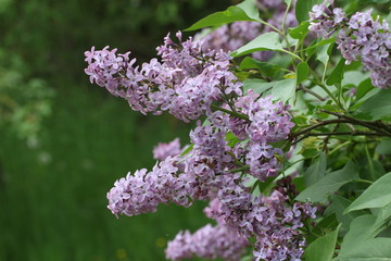Lilac Blossoms