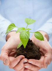 Human hands holding young plant