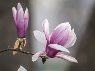 Store enrouleur occultant sans perçage Magnolia Magnolia soulangeana, soucoupe magnolia arbre