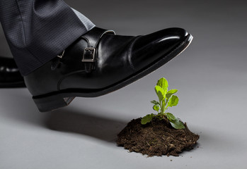 Male foot in black shoe trampling a young sprout