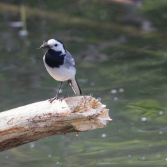 Bachstelze sitzt auf Ast am See