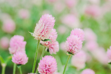 Beautiful bouquet flower for background - Vintage Filter