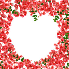 Bougainvillea flower frame on white background ,Provincial flowe
