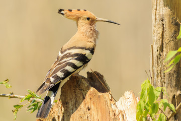 Abubilla